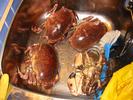 krabber i kummen